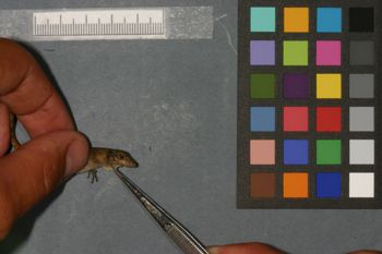 Media type: image;   Herpetology R-184630